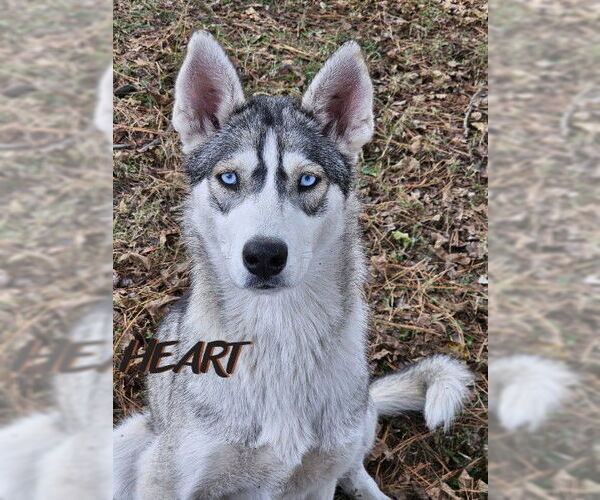 Medium Photo #1 Siberian Husky Puppy For Sale in Severn, MD, USA