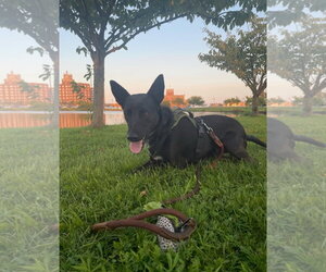 Indigo - Indeed a Good Boy! - Male Mutt Dog for Adoption - Photo #15