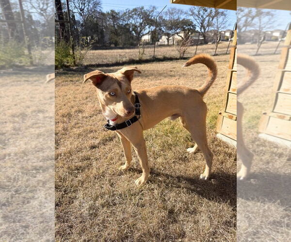 Medium Photo #4 Mutt Puppy For Sale in Rockaway, NJ, USA