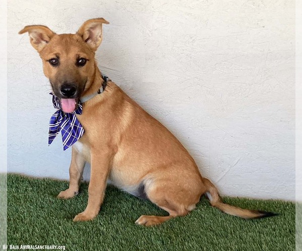 Medium Photo #3 Labrador Retriever-Unknown Mix Puppy For Sale in San Diego, CA, USA