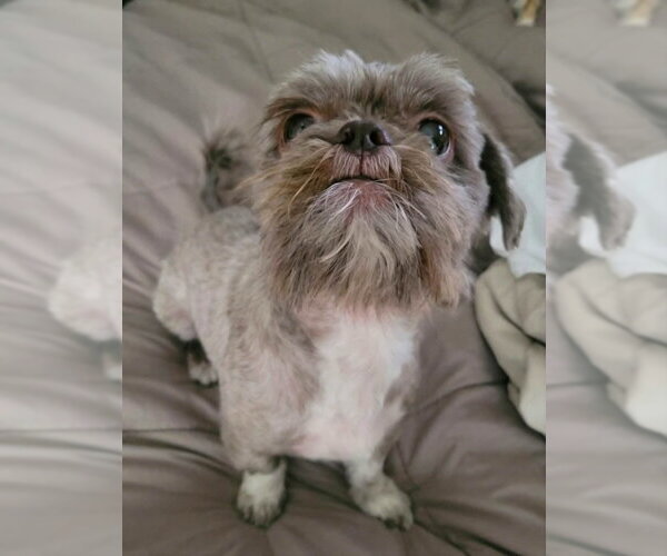 Medium Photo #2 Shih Tzu-Unknown Mix Puppy For Sale in Andover, MN, USA