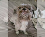 Small #1 Shih Tzu Mix
