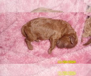 Poodle (Toy) Puppy for sale in DULUTH, GA, USA