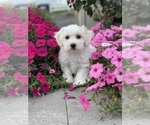 Small #5 Coton de Tulear