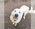 Small #1 Golden Pyrenees