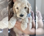 Small Photo #4 Goldendoodle Puppy For Sale in HUNTINGTON BEACH, CA, USA