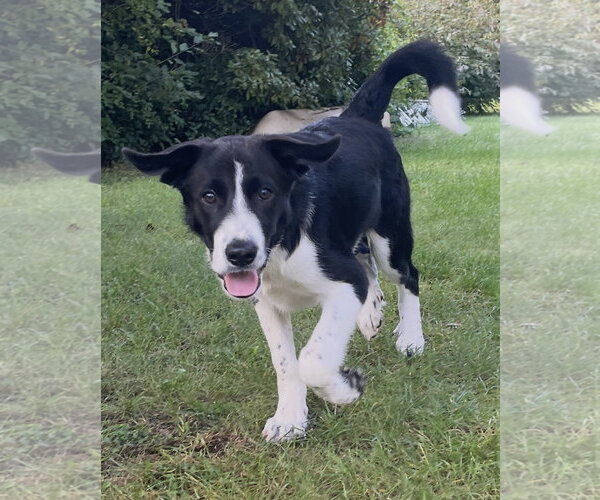 Medium Photo #3 Collie-Retriever  Mix Puppy For Sale in NEWPORT NH, NH, USA