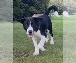 Small Photo #3 Collie-Retriever  Mix Puppy For Sale in NEWPORT NH, NH, USA