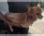 Small Chihuahua