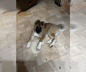 Akita Puppy for sale in MUNFORDVILLE, KY, USA