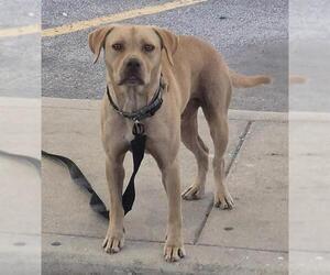 Labrador Retriever Dogs for adoption in San Antonio, TX, USA