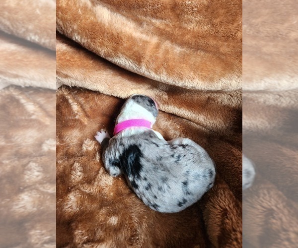 Medium Photo #33 Sheepadoodle Puppy For Sale in LEHI, UT, USA