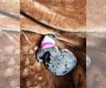 Small Photo #33 Sheepadoodle Puppy For Sale in LEHI, UT, USA