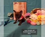 Small Photo #4 Faux Frenchbo Bulldog Puppy For Sale in BOONE, IA, USA