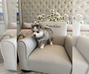 Pomsky Puppy for Sale in CAVE CREEK, Arizona USA