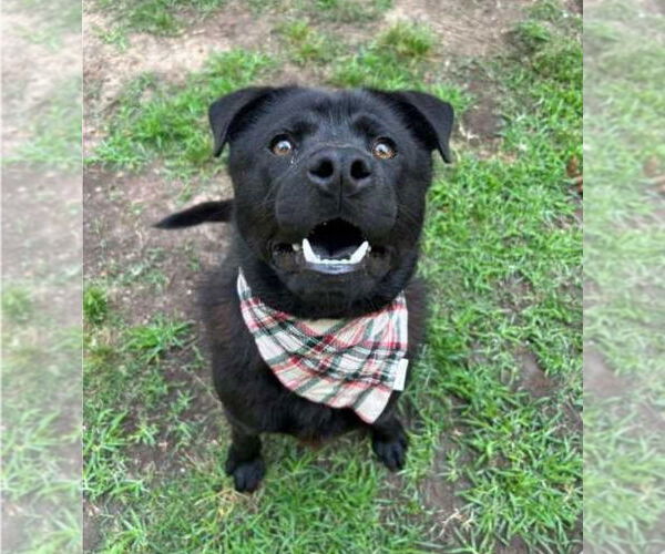Medium Photo #2 Chow Chow-Labrador Retriever Mix Puppy For Sale in Lakewood, CO, USA