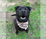 Small #1 Chow Chow-Labrador Retriever Mix