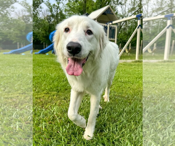 Medium Photo #4 Great Pyrenees-Unknown Mix Puppy For Sale in Houston, TX, USA