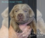Small Photo #64 Labrador Retriever Puppy For Sale in POCAHONTAS, IL, USA