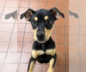 Labrador Retriever-Unknown Mix Dogs for adoption in Jefferson, NJ, USA