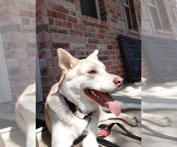 Medium Photo #3 Siberian Husky Puppy For Sale in FRAMINGHAM, MA, USA