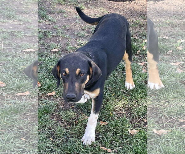 Medium Photo #1 Mutt Puppy For Sale in Minneapolis, MN, USA