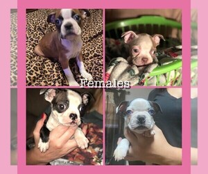 Boston Terrier Puppy for sale in ABILENE, TX, USA