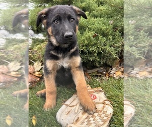 German Shepherd Dog Puppy for sale in MIDDLEBURY, IN, USA