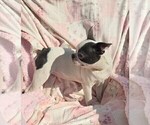 Small Photo #2 Boston Terrier Puppy For Sale in MINERAL WELLS, WV, USA