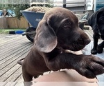 Small #2 German Shorthaired Lab