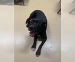 Small #1 American Pit Bull Terrier Mix
