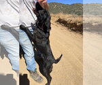Small #4 Labrador Retriever Mix