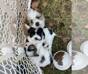 Shih-Poo Puppy for sale in CHESAPEAKE, VA, USA