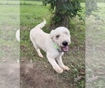 Small Photo #2 Golden Retriever Puppy For Sale in Osgood, IN, USA