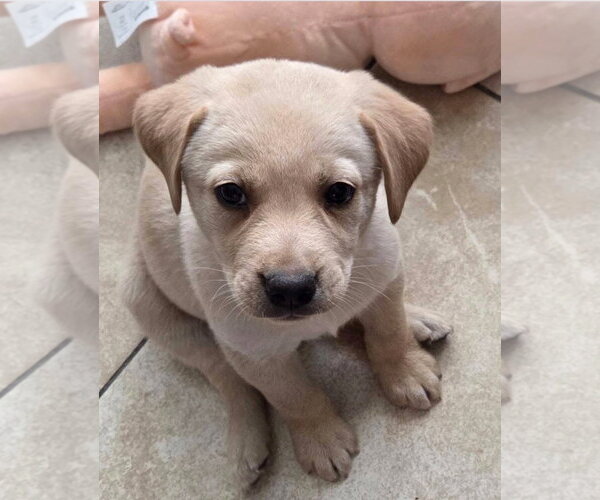 Medium Photo #6 Labrador Retriever-Unknown Mix Puppy For Sale in Wakefield, RI, USA
