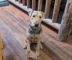 Small #1 Airedale Terrier