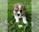 Puppy Oliver Gray Pembroke Welsh Corgi