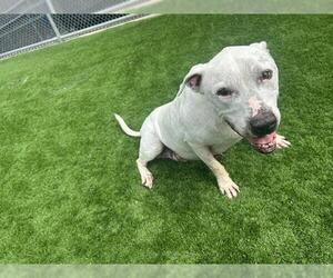 American Bulldog-Unknown Mix Dogs for adoption in Grand Prairie, TX, USA