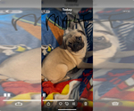 Small #10 Pug