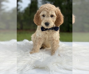 Goldendoodle Puppy for sale in FROSTPROOF, FL, USA