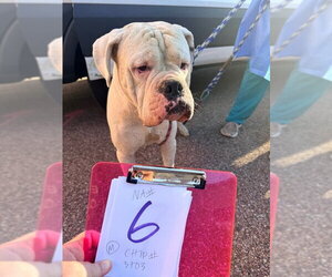 Boxer Dogs for adoption in Dumont, NJ, USA