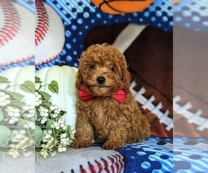 Cavapoo Puppy for sale in NEW PROVIDENCE, PA, USA