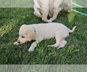 Medium Labrador Retriever