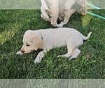 Puppy Light Blue Labrador Retriever