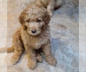 Golden Mountain Doodle  Puppy for Sale in COLUMBUS, Indiana USA
