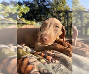 Medium Doberman Pinscher