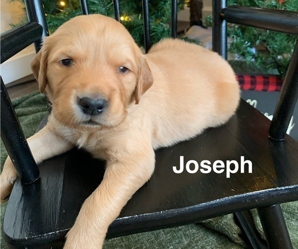 Medium Photo #3 Golden Retriever Puppy For Sale in LE ROY, MN, USA