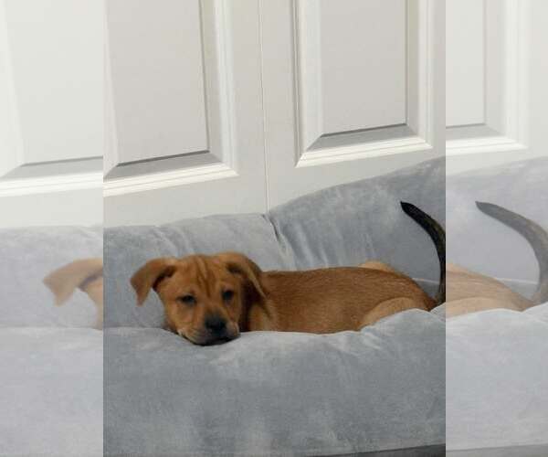 Medium Photo #3 Labrottie Puppy For Sale in MIDWAY, UT, USA