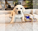 Small Photo #2 Labrador Retriever Puppy For Sale in GREENWOOD, IN, USA