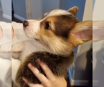 Small #3 Pembroke Welsh Corgi